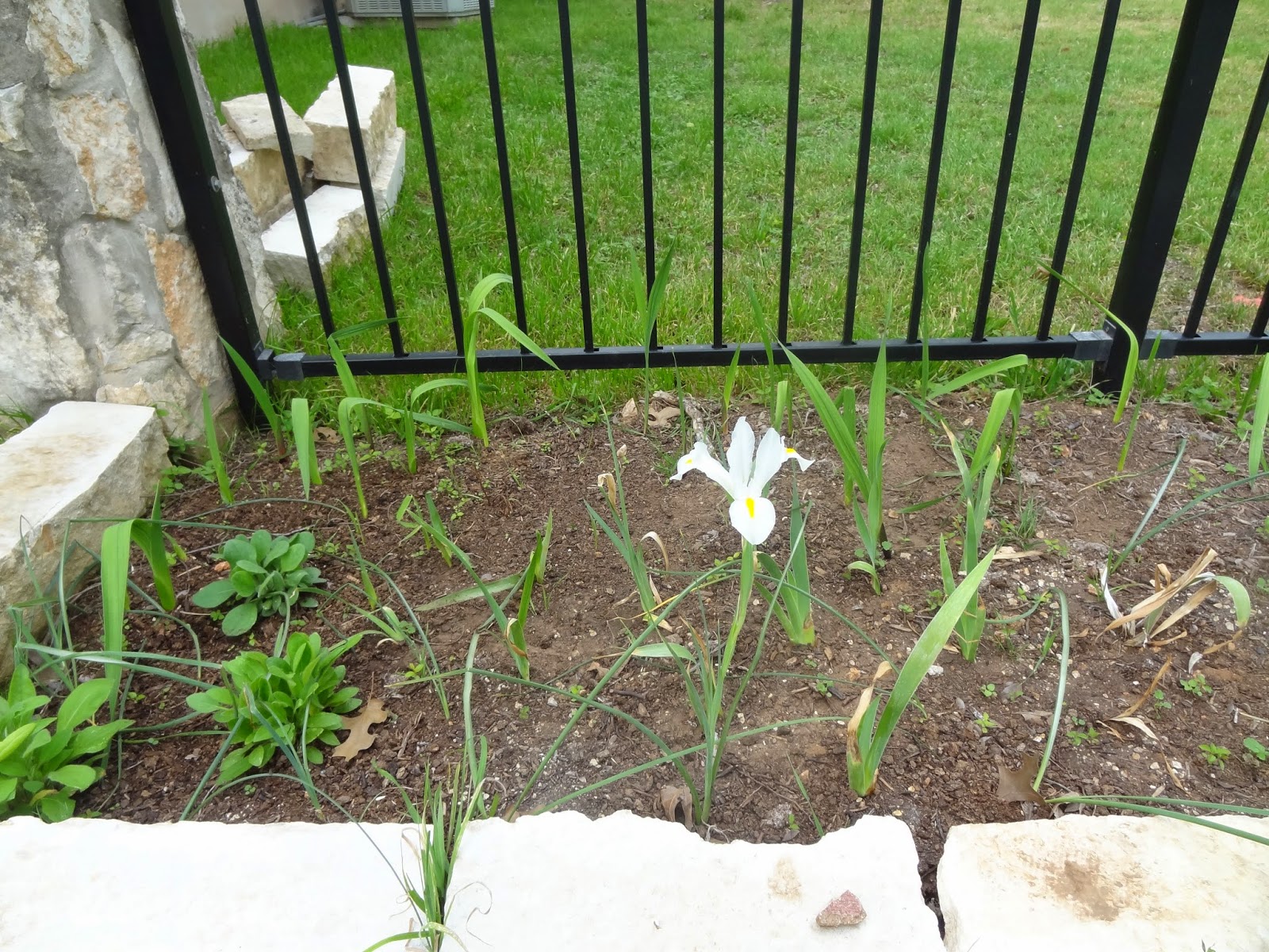 Rebecca's Texas Garden Dutch Iris and Daffodils