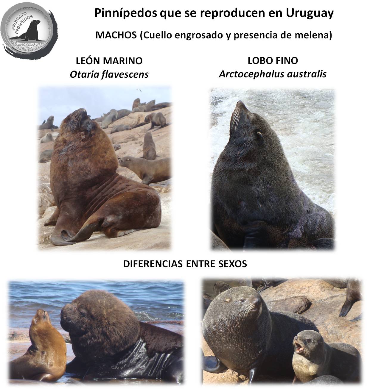 Grupo Ecologista de Jaureguiberry: LOBOS, FOCAS Y MORSAS....