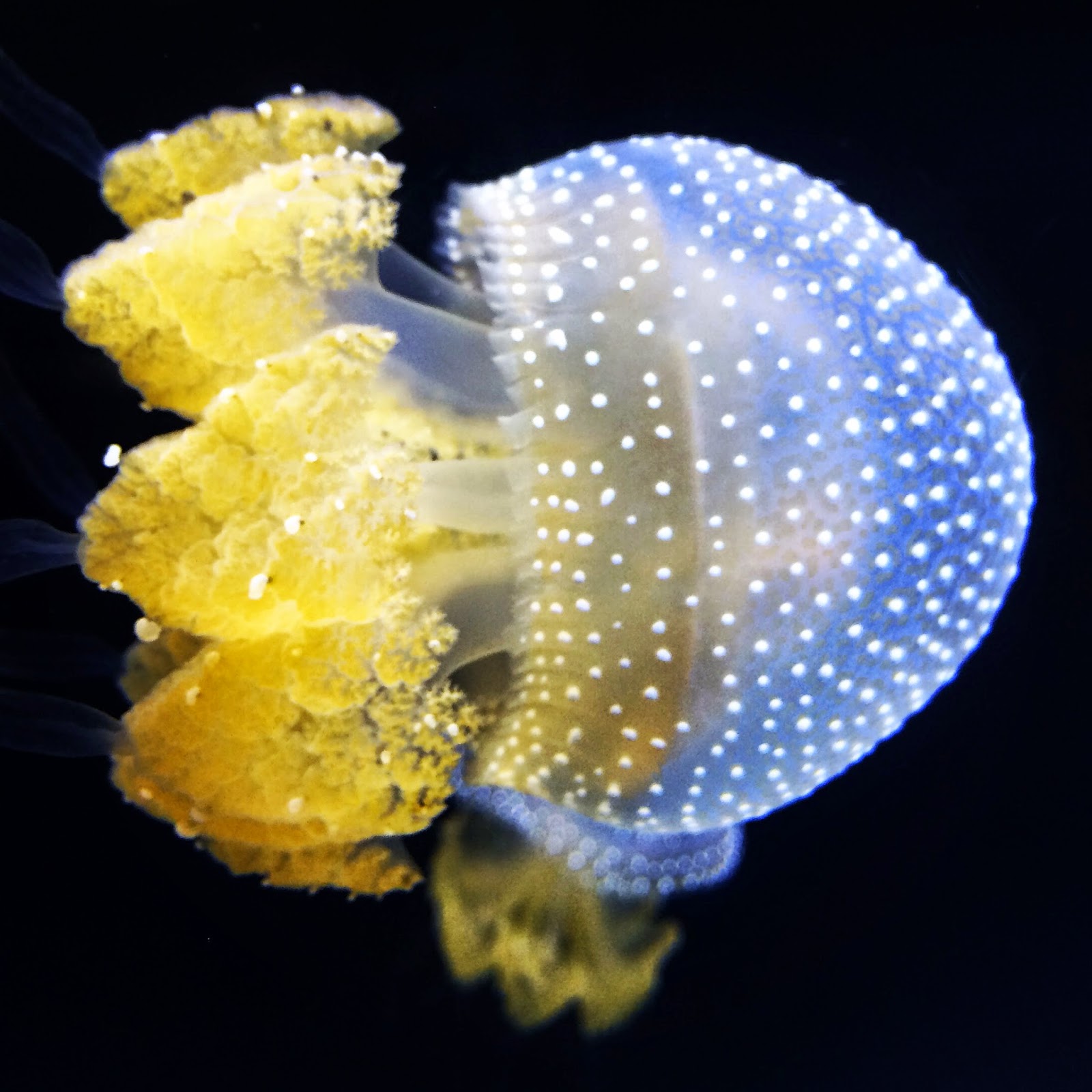 Waikiki Aquarium Jelly Fish