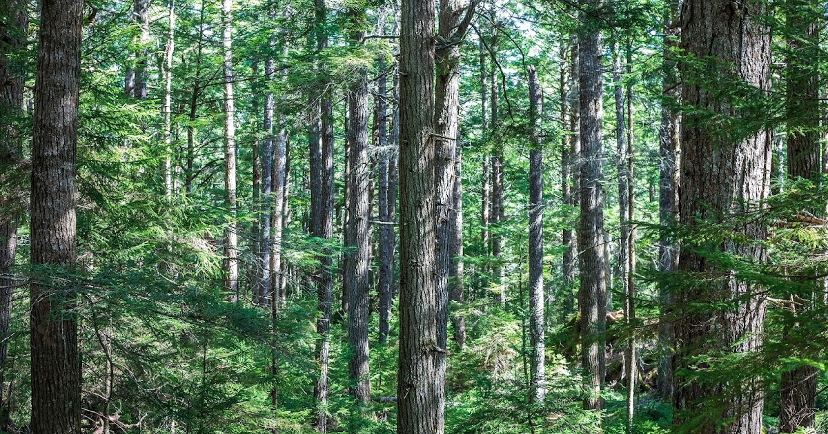 Giants of Nova Scotia My Search for Nova Scotia's Oldest Tree