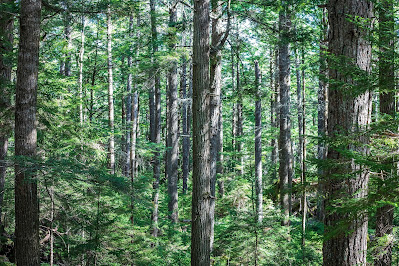 In Search of Nova Scotia's Oldest Tree(s)  (c) Zack Metcalfe
