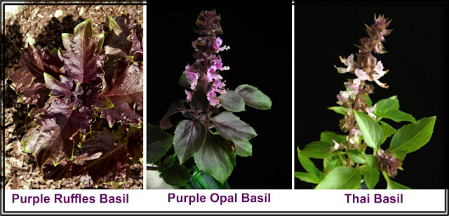 Purple Ruffles, Purple Opal, Thai Basil, basil varieties