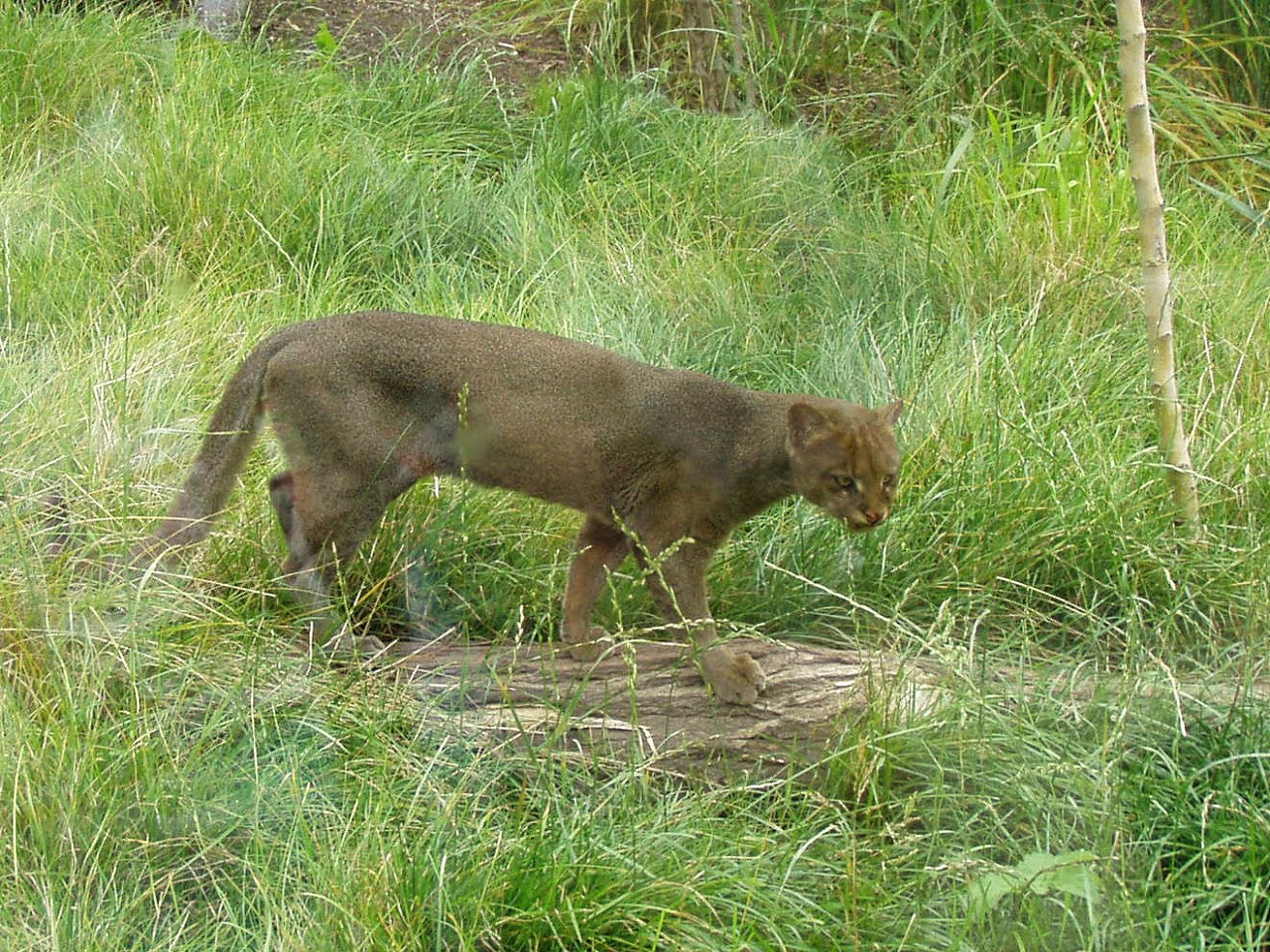 Big Cats UK Big Cats At Large Big Cat Sightings Cornwall BIg Cat big-cats-uk-big-cats-at-large-big-cat-sightings-cornwall-big-cat