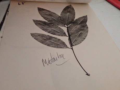 Flora de Puerto Rico Ilustrada Papo Vives SAPINDACEAE MATAYBA