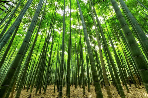 La reflexión de hoy: El Bambú