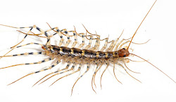 centipede coleoptrata scutigera extermination talk archive found biggest inch