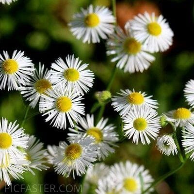 flowers images for whatsapp dp