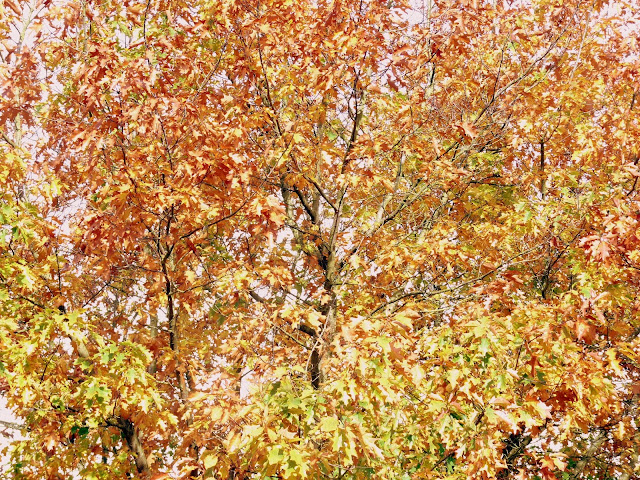 Golden Autumn Leaves On tree