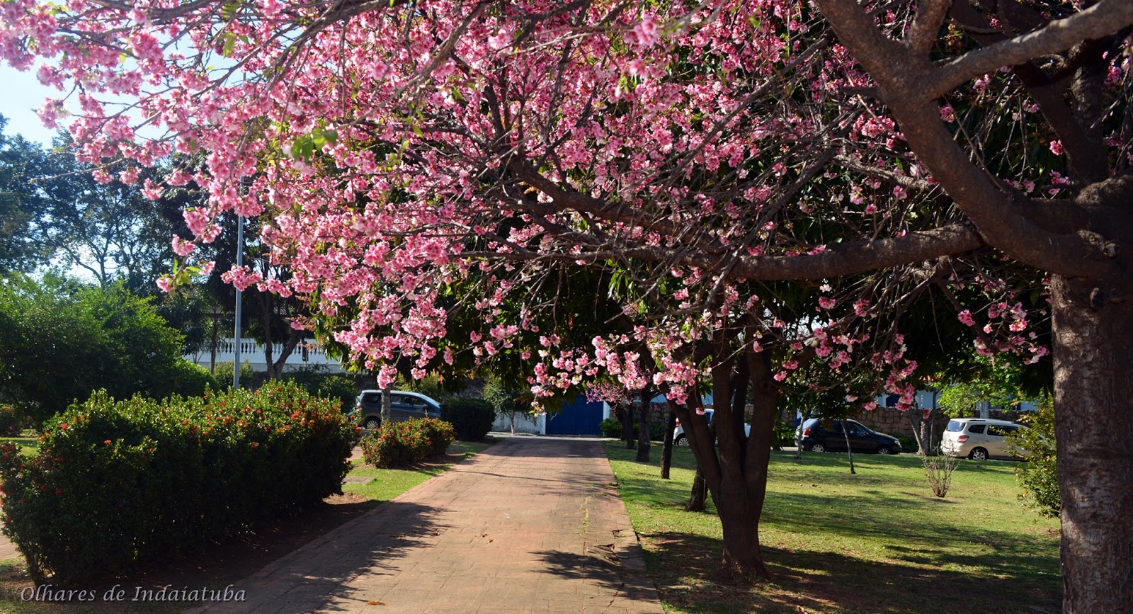 Olhares de Indaiatuba 2 Praça das Cerejeiras, Indaiatuba SP