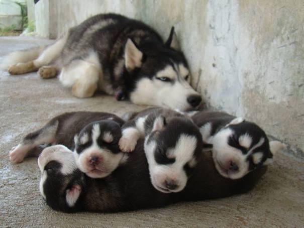 Familias Perrunas = amor y ternura [+Fotos]