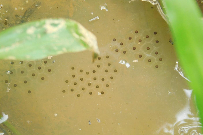 Water-filled Asian elephant tracks serve as breeding sites for anurans