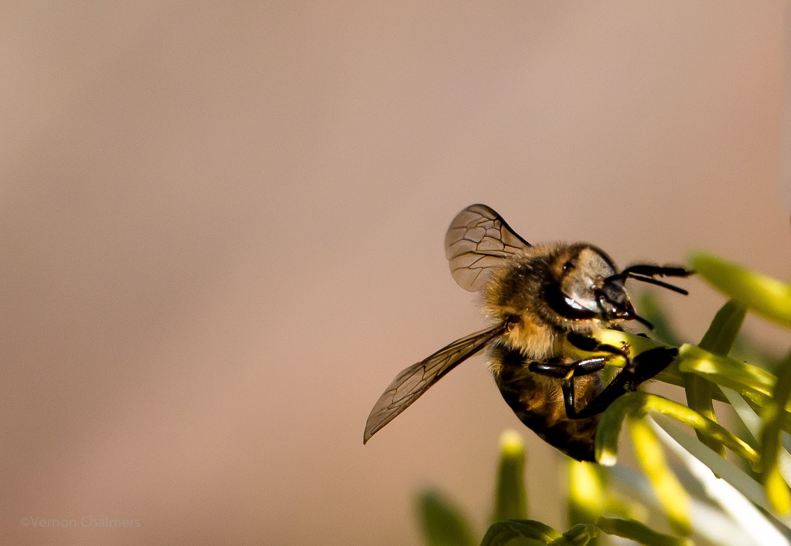Vernon Chalmers Photography Bee in Flight CloseUp Photography Cape Town