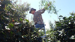 Mish over the fence pruning a big old buddleia jammed in between two camellia