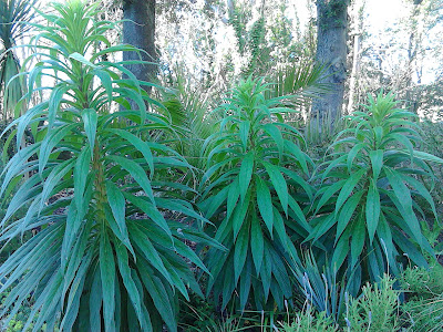 Echium, tall and exotic at Abbotsbury Subtropical Gardens