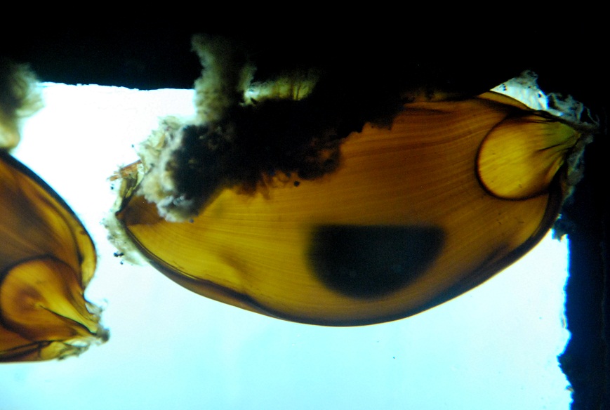 Fishes Fin Whitespotted Bamboo Shark Egg