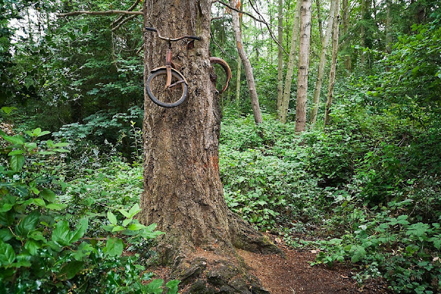 Велосипед, вросший в дерево на острове Вашон