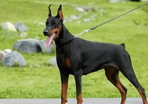 لمحبي الدوبرمان كل مايجب معرفته عن كلب الدوبرمان في مقال واحد