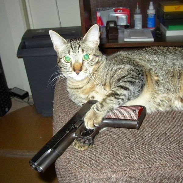 List 91+ Images funny cats pictures with guns Superb