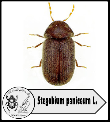 خنفساء مخازن العطارة Stegobium paniceum L.