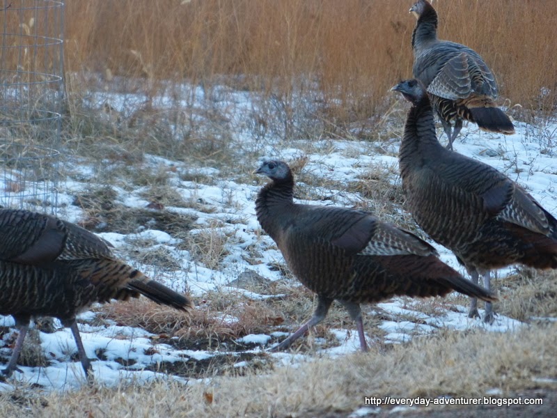 The Everyday Adventurer Some Winter Turkeys