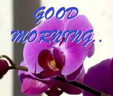 Good Morning Images Good Morning Images