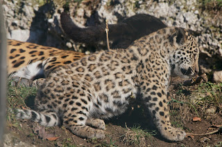 Jaguar yavrusu