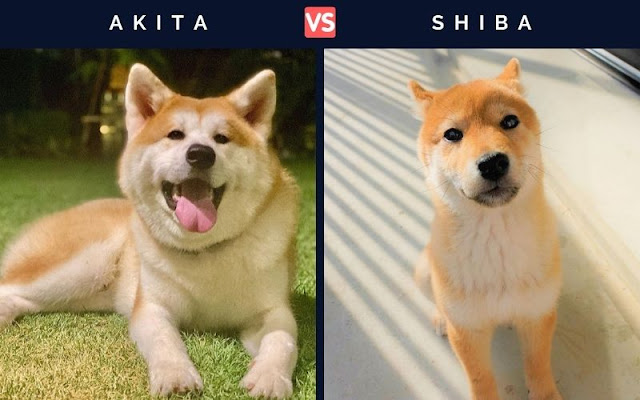 Akita Inu vs Shiba Inu - Two Fascinating Breeds