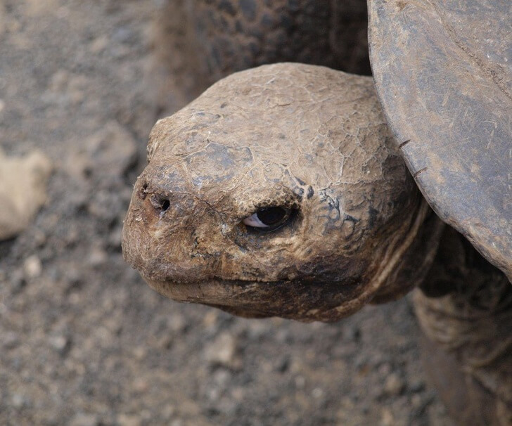 26 Adorable Pictures Of Angry Animals