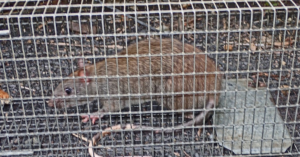 BunyipCo The Giant Whitetailed Rat