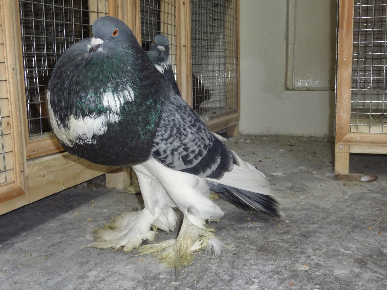 Fancy Pigeon Breeds: Pomeranian Pouter