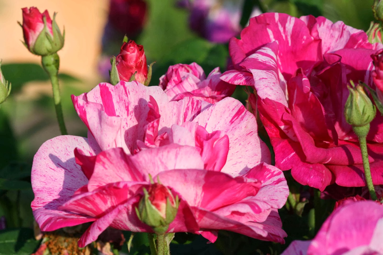 How to grow roses from cuttings