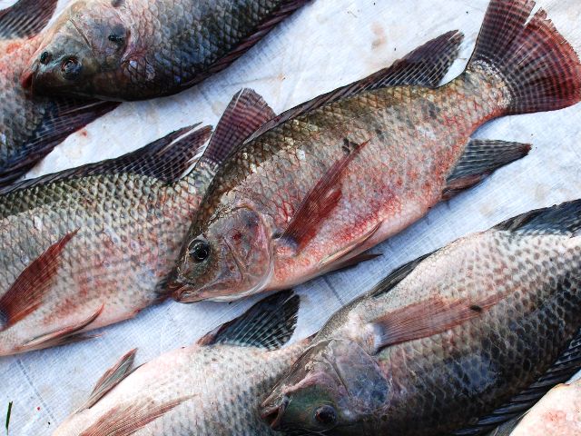 EMPANG LAUT: Umpan Mancing Ikan Mujair Danau Selain Lumut