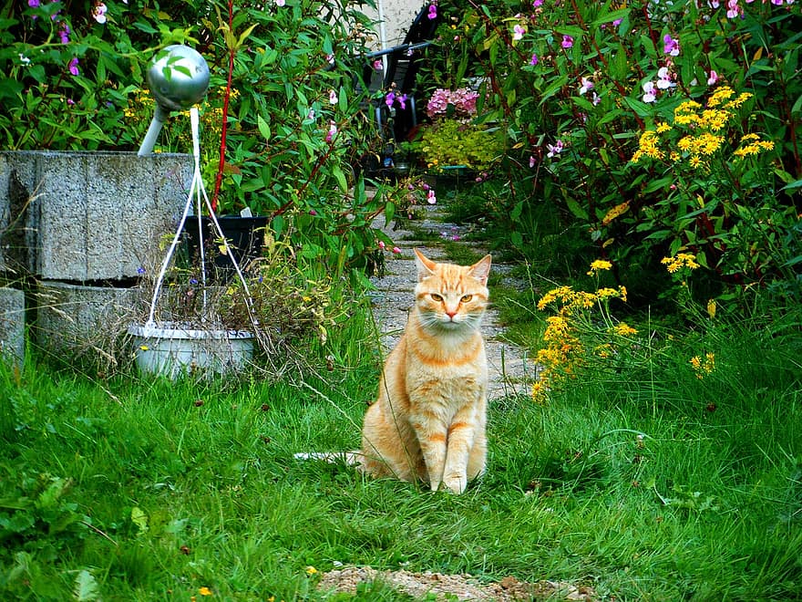 Cats in Gardens: And they say Gingers have no soul...