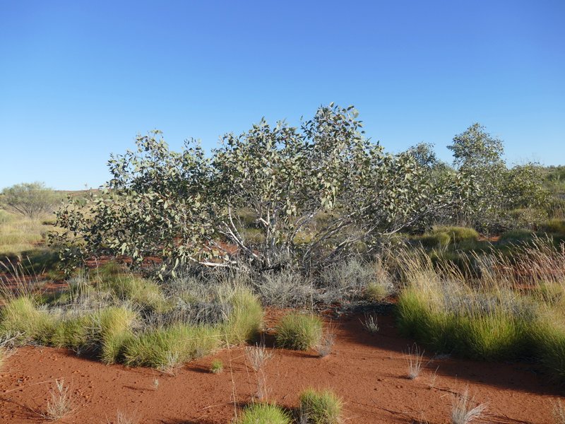 Ian Fraser, talking naturally The Great Sandy Desert 3, trees and herbs
