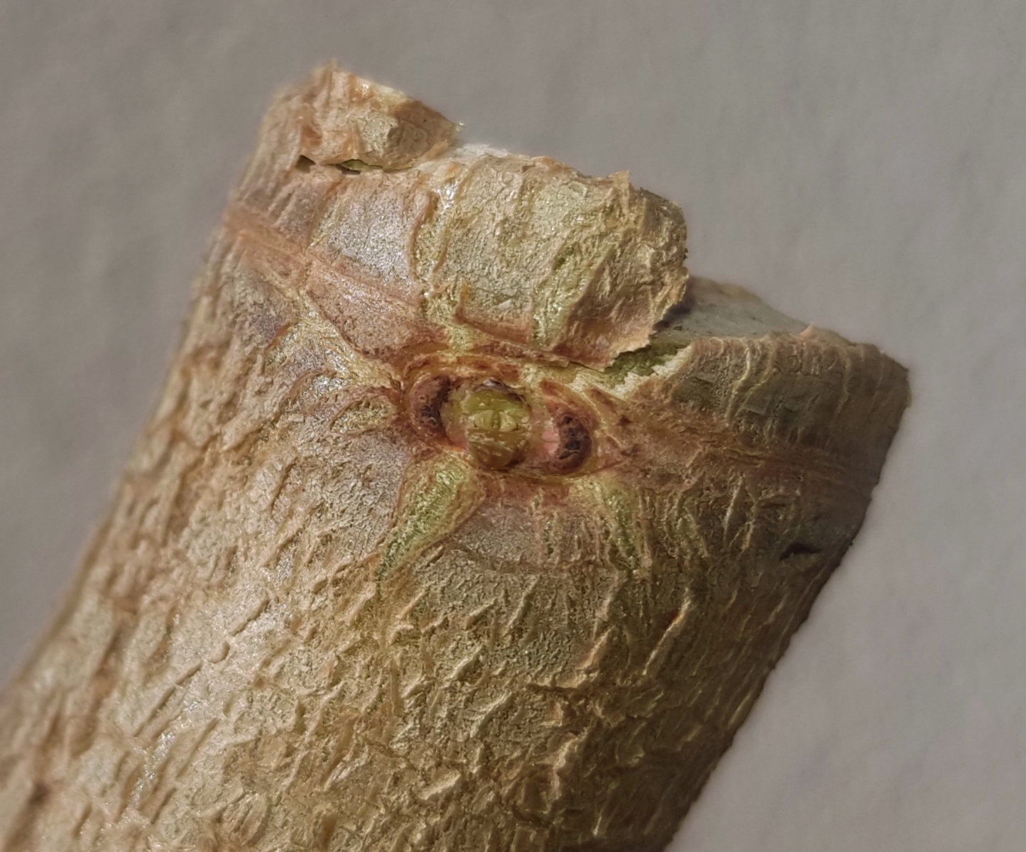 Pseudo bonsai (crassula ovata) 20200325_110214