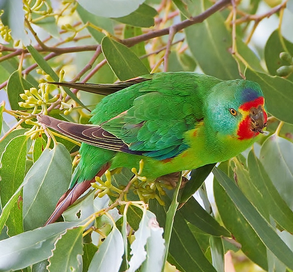 Birds of the World: Swift parrot