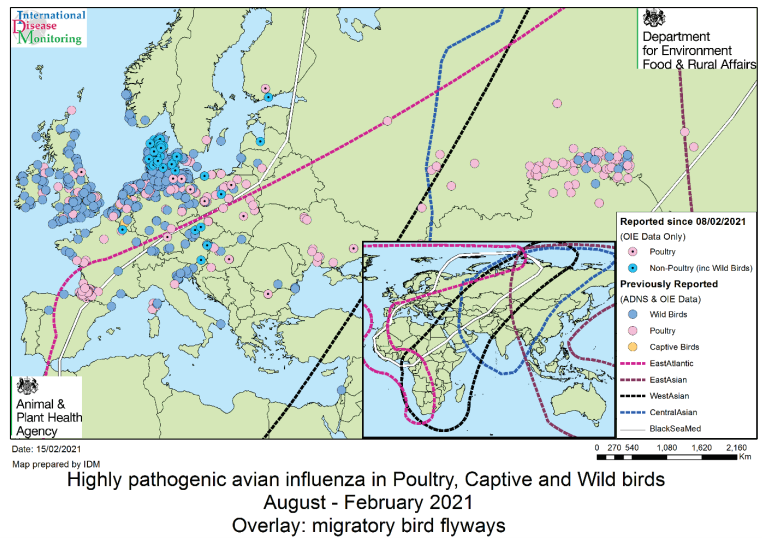 Avian Flu Diary DEFRA Updated Outbreak Assessment 16 HPAI in the