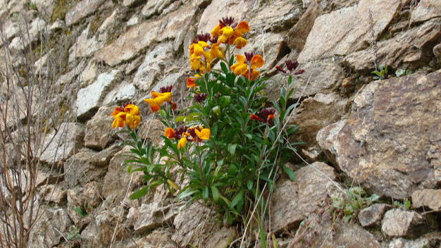 Alhelí amarillo (Erysimum cheiri (L.) Crantz).