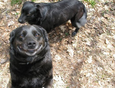 Awkward Dog Smiles Seen On www.coolpicturegallery.us
