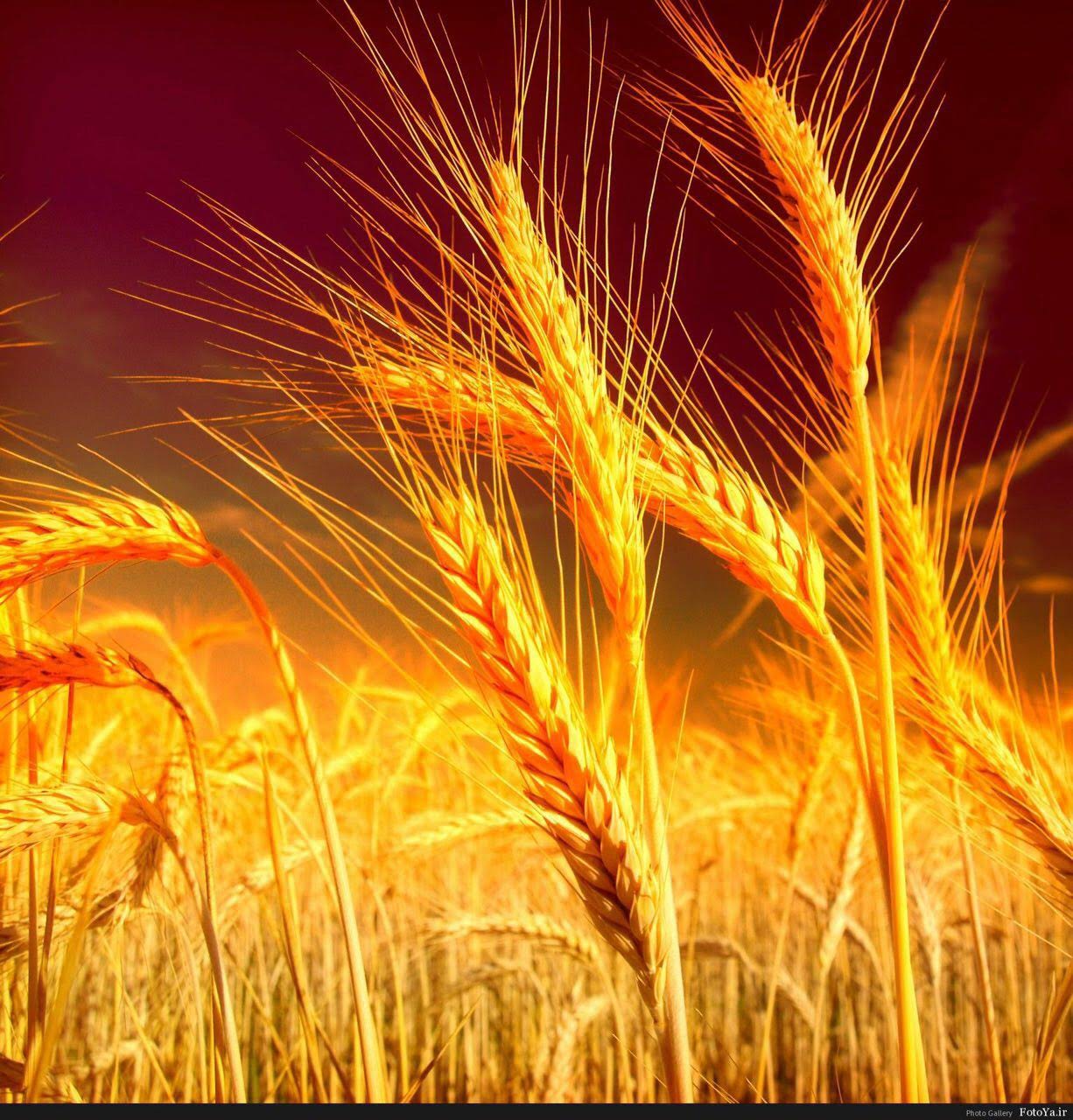 В тишине полей наливаются золотом колосья. Пшеница и рожь колосья. Пшеница Колос Колос. Золотой Колос пшеницы. Колоски рожь и пшеница.