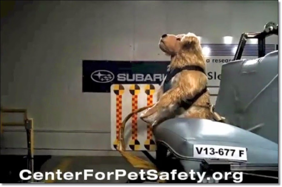 The Pet Tree House Where Pets Are Family Too The Center for Pet