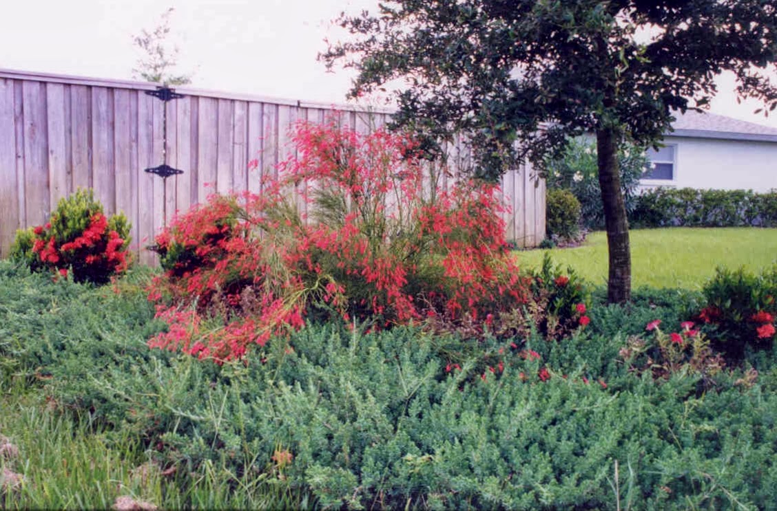 My Carolina Yard Firecracker Plant Russelia equisetofprmos