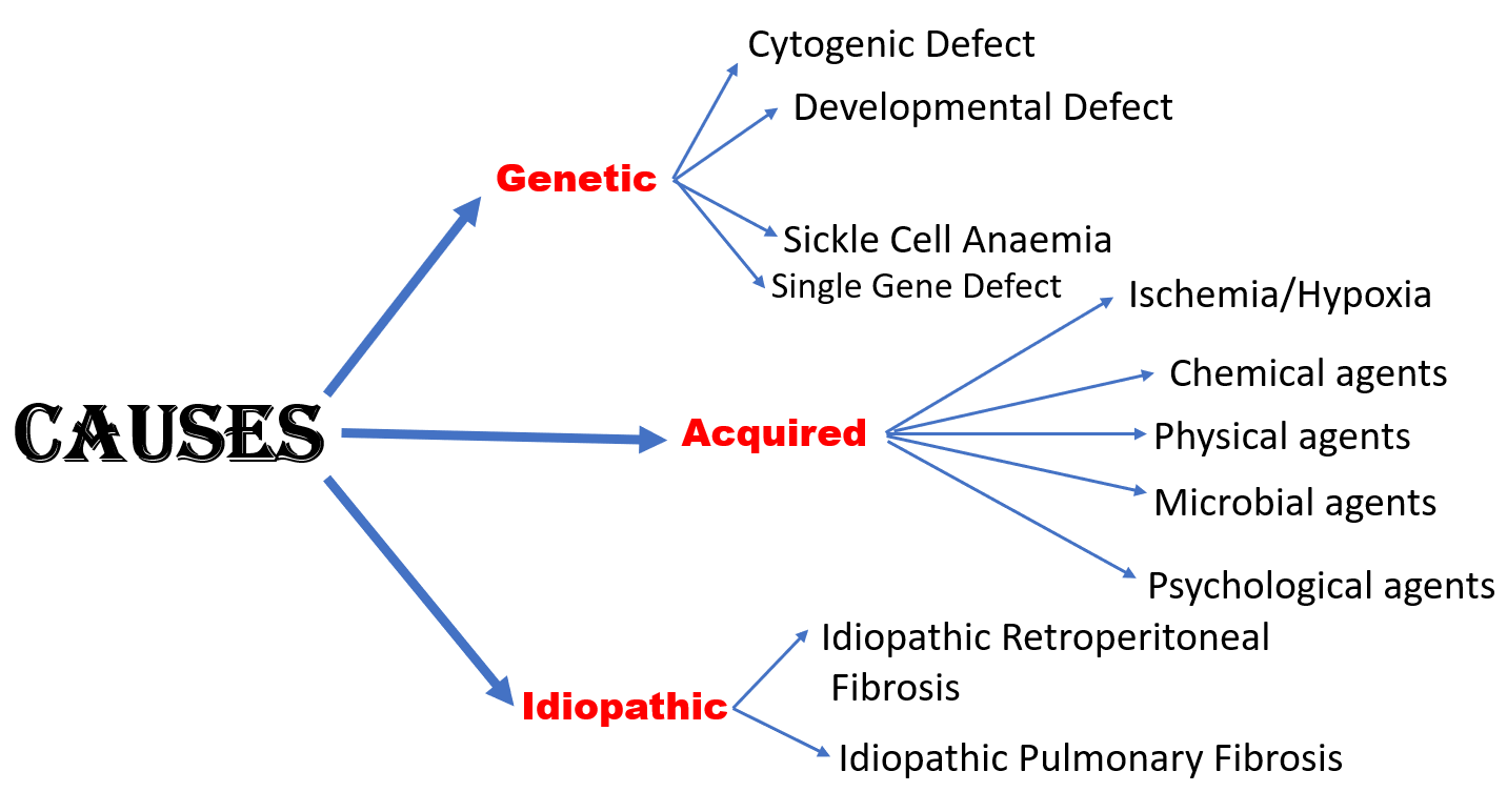 Cell Injury Overview
