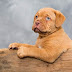 [Top] 18 cutest dog breeds in the World ( ͡ᵔ ͜ʖ ͡ᵔ )