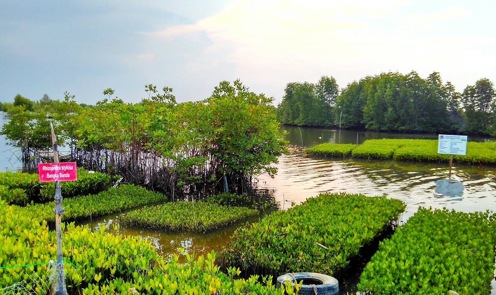 Inilah 12 Manfaat Hutan Mangrove Bagi Kehidupan Manusia dan Makhluk