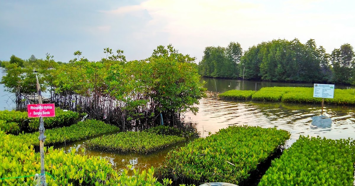 Inilah 12 Manfaat Hutan Mangrove Bagi Kehidupan Manusia