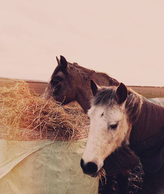 {travel inspiration : north berwick & a spring-like day in mid-february}