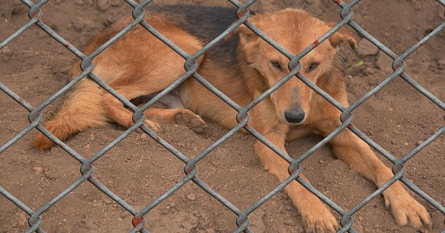 hi tor animal shelter surrender hi tor animal shelter surrender