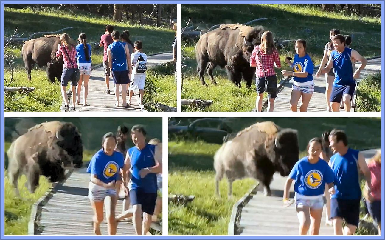 HACERSE SELFIE - Hacerse un selfie es de gilipollas - Página 4 Bison%2BSelfies%2Bcan%2BGo%2BWrong