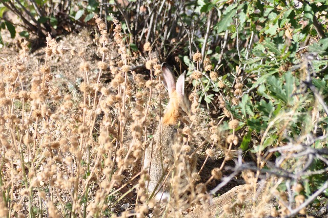 rabbits Palmer Park Colorado Springs coloradoviews.filminspector.com